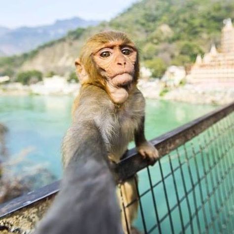 Monkey Selfie Monkey Selfie, Two Monkeys Selfie, Animal Selfie, Monkeys Taking Selfie, Monkey Meme, Happy Goat, Monkey Memes, Indian Monkey Photography, Shiva Parvati