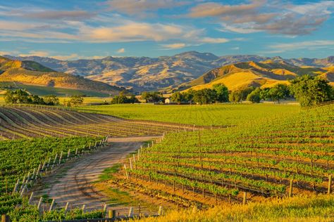 The 6 Best Santa Barbara Wine Tours Santa Barbara Wine Tasting, Santa Barbara Hotels, Santa Ynez Valley, Winery Tours, Wine Country California, Wine Top, Wine Tour, Beautiful Mountains, Round Trip