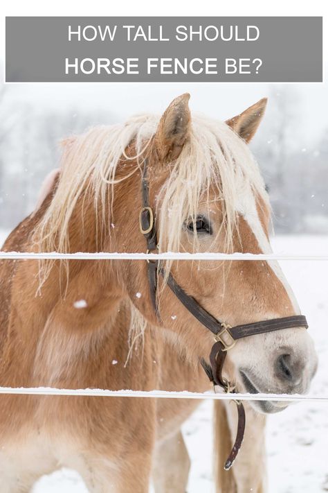 Most horse owners position their top rail at wither height, which typically ranges between 52"-54" tall. This will give you a fence the proper height for owning taller horses. • RAMM Tip: Utilizing electric fence for your top rail will help to prevent any would-be jumpers from exiting your fence system and possible injury. #horsefence #height #fenceplanning #faqs #rammfence Electric Fence For Horses, Electric Fencing For Horses, Fences Alternative, Fence Planning, Horse Fence, Paddock Paradise, Horse Fencing, Creative Landscape, Fencing & Gates