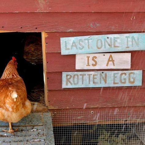 Easy Chicken Coop, Chicken Coop Decor, Rotten Egg, Chicken Coup, Chicken Coop Signs, Chicken Signs, Chicken Life, House Farm, Crazy Chicken Lady