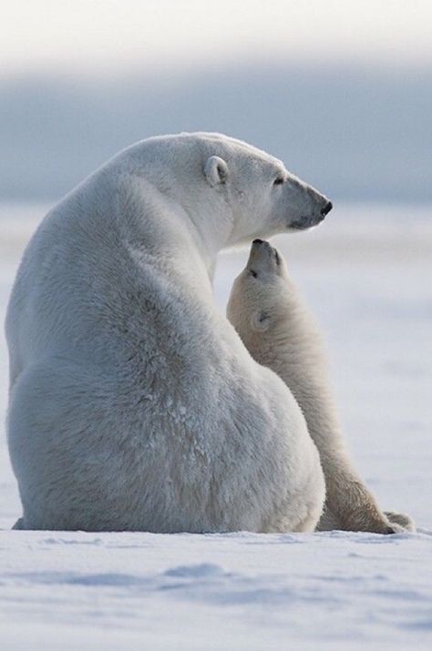 Cute Polar Bear, White Bear, Polar Bears, Sweet Animals, Animal Photo, Nature Animals, 귀여운 동물, Animals Friends, Beautiful Creatures