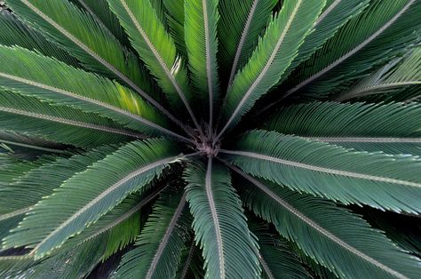 Radial Balance Photography, Balance Photography, Radial Balance, Symmetrical Balance, Digital Photography, 3d Design, Plant Leaves, Photo Sharing, Plants