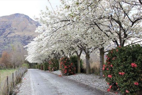 PRUNUS serrulata Shirotae Mount Fuji Cherry | Easy Big Trees Flowers In October, Prunus Serrulata, Big Trees, Cherry Blossom Trees, Meditation Garden, Pink Garden, Big Tree, Cherry Blossom Tree, Mount Fuji