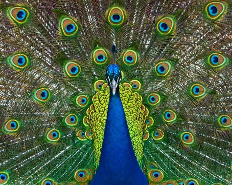 Proud as a Peacock - GenPink Alternate Animal Names, Funny Animal Names, Animal Names, Cincinnati Zoo, Alternative Names, Funny Names, Funny Animal Memes, Animal Jokes, Animal Planet