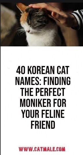 40 Korean Cat Names: Finding the Perfect Moniker for Your Feline Friend Korean Cat Names, Japanese Cat Names, Names For Male Cats, Korean Cat, Girl Cat Names, Unisex Names, Cute Cat Names, Unisex Name, Cat Personalities