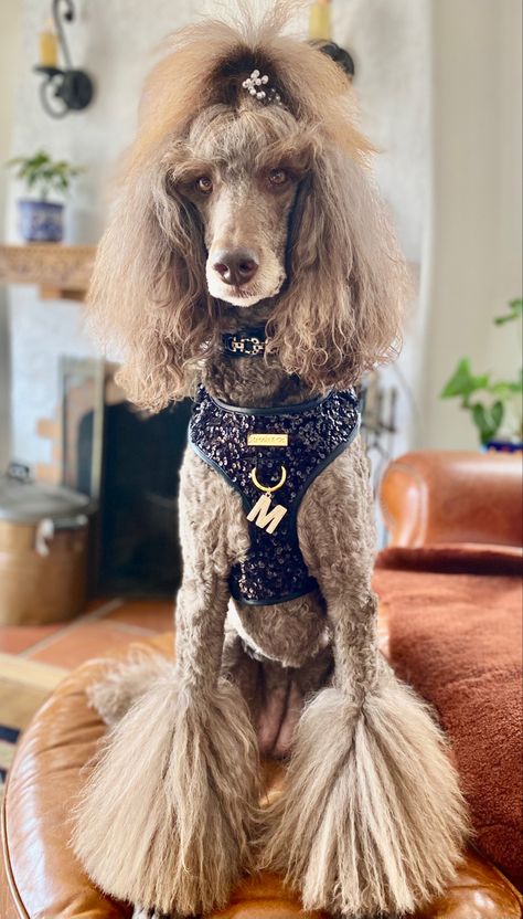 Poodle With Bows In Hair, Standard Poodle Top Knot Styles, Female Poodle Haircut, Miniature Poodle Haircut Styles, Mini Poodle Haircut Styles, Toy Poodle Haircut Styles, Standard Poodle Haircut Styles, Miniature Poodle Haircuts, Standard Poodle Cuts