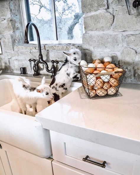 Farmhouse Style Decor on Instagram: “They have goats in the sink! 😂 How cute is this? 😍 Do you wish you had baby goats in your kitchen? 🐐 TAG a friend to brighten up their…” Thermaland Oaks, Drømme Liv, Fresh Farmhouse, Baby Farm Animals, Farm Lifestyle, Future Farms, Cute Goats, Mini Farm, Baby Goats