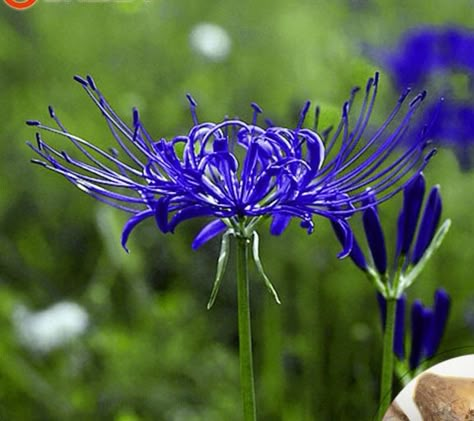 Blue Spider Lily Meaning, Blue Spider Lily, Spider Lilies, Castlevania Lord Of Shadow, Red Spider Lily, Spider Lily, Lily Tattoo, Flower Meanings, Nothing But Flowers