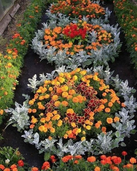 Marigolds In Garden, Garden Flowers Ideas, Garden Companion Planting, Front Garden Landscape, Herb Garden Design, Ideas For Garden, Most Beautiful Gardens, Dusty Miller, Garden Guide