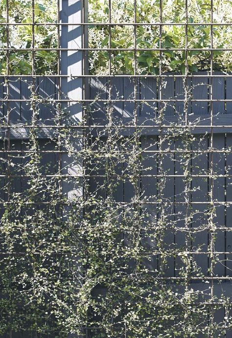 **Privacy screen** Maidenhair vine (*Muehlenbeckia complexa*) is being trained to grow up the fence, supported by reinforcing mesh. Privacy Screen Plants, Vine Fence, Compact Garden, Vine Trellis, Roof Gardens, Garden Inspo, Garden Screening, Privacy Screen Outdoor, Patio Plants