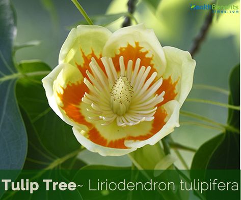 Zone 5 Plants, Tulip Poplar Tree, Fiddle Tree, Tulip Magnolia, Tulip Poplar, Tulip Tree, Living Colors, Poplar Tree, Orange Tulips