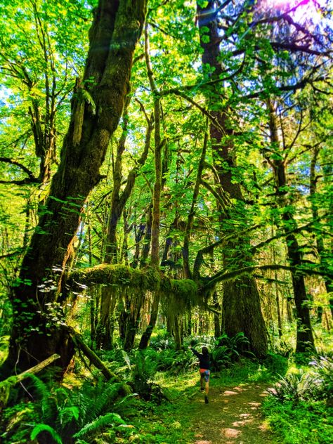 Quinault Rainforest, Rainforest Map, Alien Jungle, Rainforest Pictures, Summer Scenery, Fantasy Settings, Amazon Forest, Dahlias Garden, Lighthouse Keeper