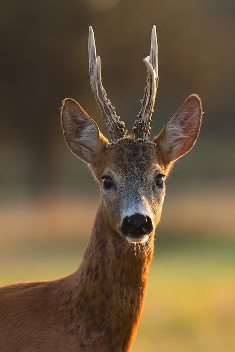 Deer Portrait, Deer Face, Deer Horns, Fallow Deer, Deer Horn, Deer Family, Roe Deer, Mule Deer, British Wildlife