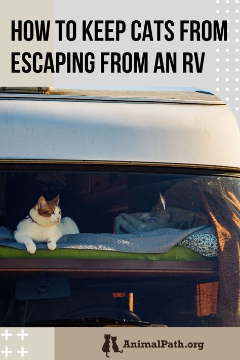 How to keep cats from escaping from an RV? Rv Camping With Cats, Full Time Rv Living With Cats, Rv With Cats, Rv Cat Enclosure, Camper Cat, Rv Cat, Taking Cat, Camping With Cats, How To Cat