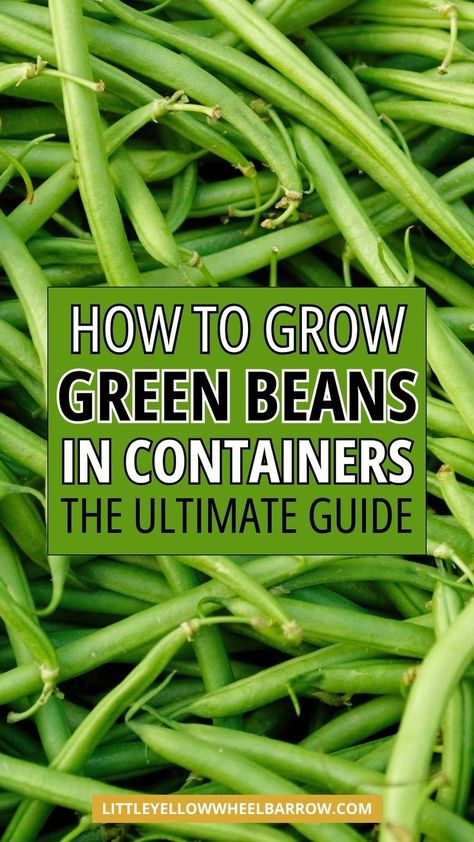 How to grow green beans in containers - the easy way! If you have a small space for your vegetable garden you should plan to plant and grow green beans in a pot or container. This is a step by step guide for planting and growing green beans in containers. Simple and easy container vegetable gardening tips to help you grow lots of yummy and healthy green beans. The top ways to grow green beans in pots and containers. Planting Green Beans, Grow Green Beans, Container Vegetable Gardening, Healthy Green Beans, Growing Green Beans, Growing Beans, Small Trellis, Bucket Gardening, Container Garden Design