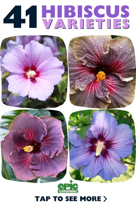 Several different varieties and colors of hibiscus flowers Types Of Hibiscus Flower, Hibiscus Varieties, Hibiscus Flower, Best Perennials For Shade, Hibiscus Bush, Hibiscus Garden, Hibiscus Tree, Partial Shade Plants, Hardy Hibiscus