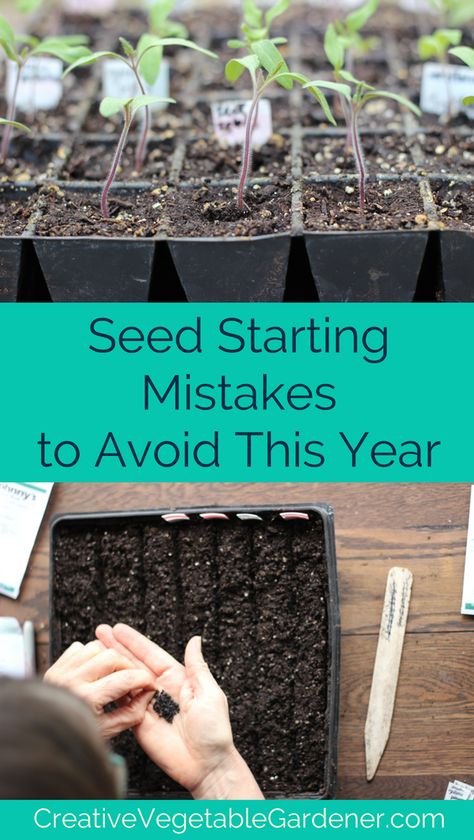 If you love the excitement of growing your own plants at home, but have mixed success, you might be making some of these common mistakes of seed starting. Plants At Home, Herbs Garden, Pinterest Garden, Starting Seeds Indoors, Dry Creek, Olive Garden, Garden Pests, Ideas Garden, Covent Garden