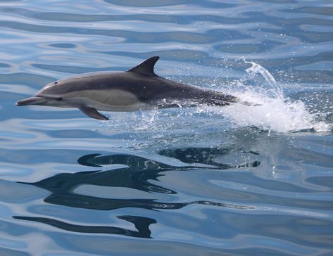 Dolphin & Whale Watching Sunset Cruise | San Diego Whale Watch Whale Facts, Wildlife Facts, Cruise Activities, Watching Sunset, Fin Whale, Baleen Whales, Gray Whale, Bottlenose Dolphin, Marine Ecosystem