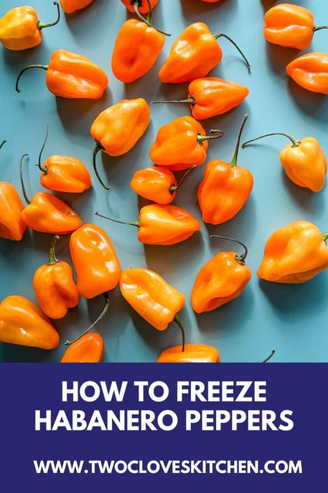 This article will teach you how to freeze habanero peppers, the bright orange hot peppers that are 100 times hotter than jalapenos! Keep reading to find out everything you need to know to freeze habaneros. Freezing Habanero Peppers, How To Freeze Peppers, Freeze Peppers, Habanero Recipes, Freezing Peppers, Habanero Chili, Freezing Vegetables, Preserving Foods, Habanero Hot Sauce