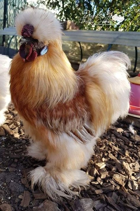 Bantam Chicken Breeds, Bantam Chickens, Chicken Pictures, Fancy Chickens, Silkie Chickens, Beautiful Chickens, Backyard Chicken Coops, Cute Chickens, Chickens And Roosters