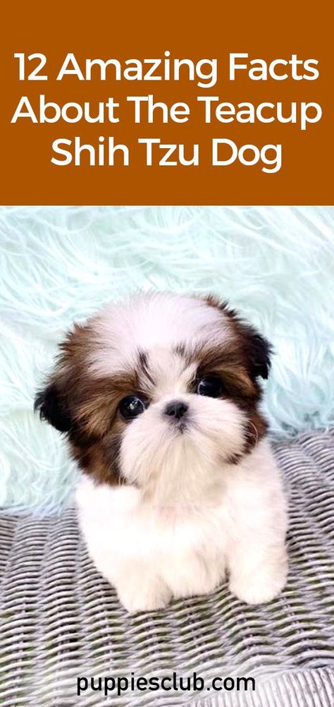 teacup-shih-tzu-dog