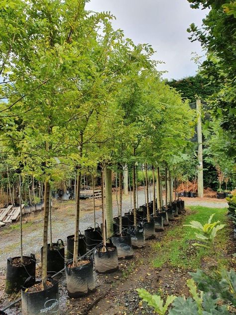 ULMUS parvifolia 45lt - February Ulmus Parvifolia, Big Trees, Big Tree, Heritage Collection, Trees To Plant, Planting, Brown And Grey, Beach House, Nursing