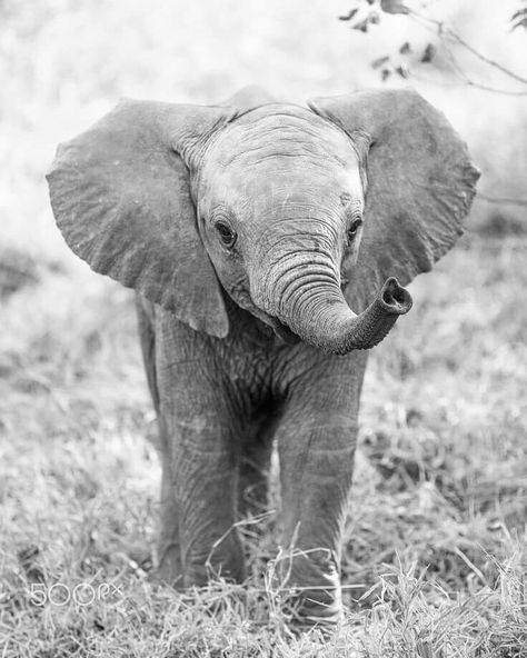 Baby elephant White Elephant Aesthetic, Elephant Asthetic Picture, Baby Elephant Images, Baby Elephant Pictures, Mix Tiles, Gentle Gray, Elephant Black And White, Elephant Photography, Elephant Wallpaper