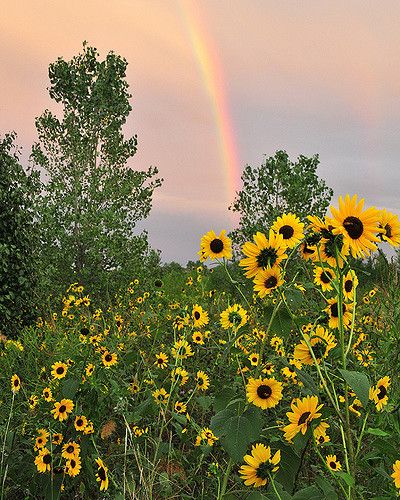 We finally got out from four days of tropical storm Lowell as sunset approached last night and I got a special photo gift -- a rainbow to go with the sunflowers....Yeah!  This was a tricky one because of the Home Depot store and other stuff to the east of the park. I had to get down low to get rid of the buildings and then hide a power pole behind each tree. I cloned out some power lines on the horizon here. A Field Of Sunflowers, Tattoo Plant, Field Of Sunflowers, Sunflowers And Daisies, Sunflower Pictures, Sunflower Wallpaper, Happy Flowers, Sunflower Fields, Garden Cottage