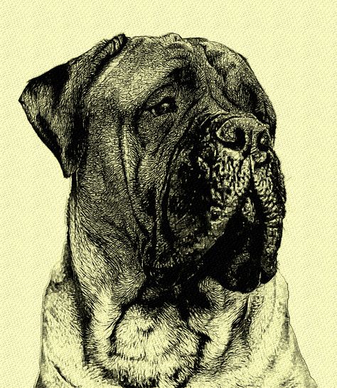 Bull Mastiff Bull Mastiff Tattoo, Mastiff Tattoo, Tattoo Realism, Pitbull Mom, Animal Illustrations, Bull Mastiff, Animal Illustration, Pitbull, Realism