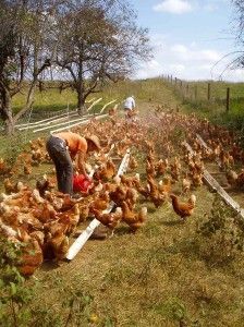 Free Range Chicken, Best Egg Laying Chickens, Chicken Farmer, Egg Laying Chickens, Chicken Farming, Backyard Chicken Farming, Laying Hens, Free Range Chickens, Keeping Chickens