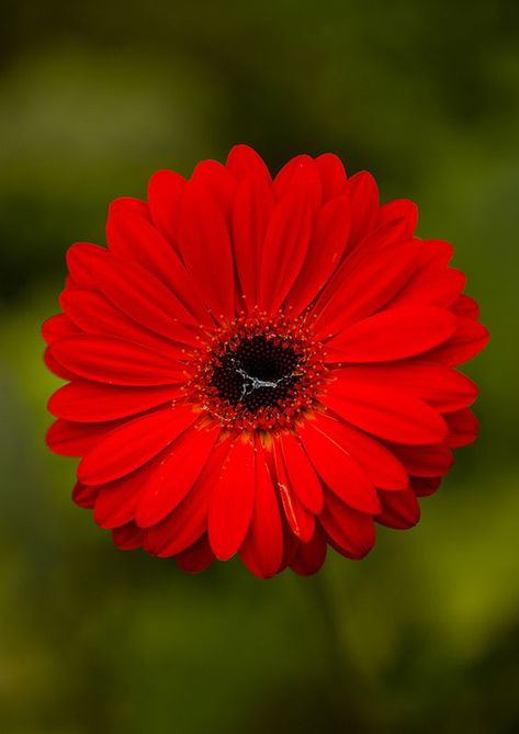 Cameron Highlands Malaysia, Evergreen Landscape, Cameron Highlands, Flower Close Up, Fruit Picture, Gerbera Daisies, Gerber Daisies, Stargazer Lily, Red Daisy