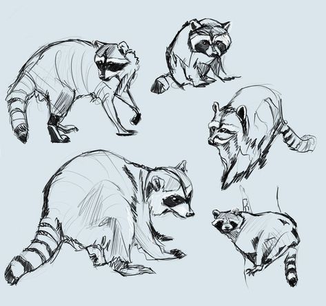 Raccoon Drawing, Raccoon Art, Animal Drawings Sketches, Animal Study, Creature Drawings, Animal Sketches, Racoon, Arte Animal, Sketchbook Art Inspiration