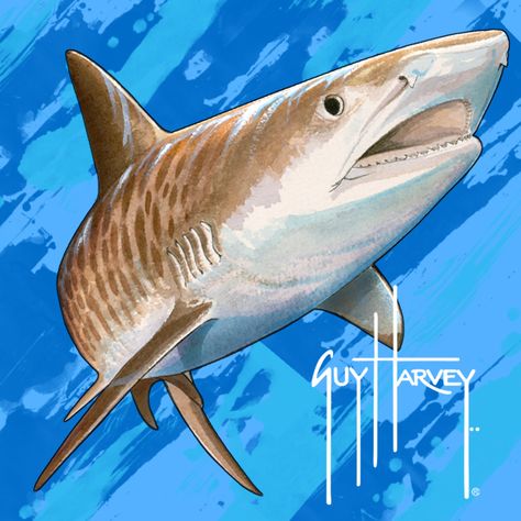 Guy Harvey Art | Tiger Shark by Guy Harvey (available as cell phone wallpaper from ... Guy Harvey Art, Marine Life Art, Shark Painting, Zoo Ideas, Shark Pictures, Shark Drawing, Marine Artist, Fish Artwork, Underwater Painting