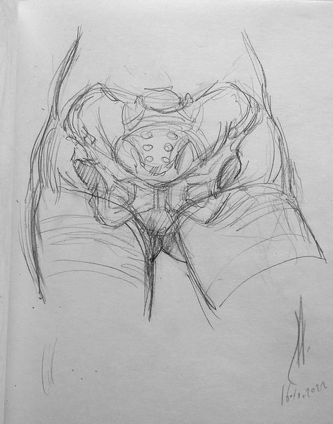 https://t.me/AnatomyForArtists - I invite all illustrators and comic book artists and art lovers who are interested in human/animal anatomy to my group friends. Legs Anatomy Drawing Female, Pelvis Reference Drawing, Pelvis Drawing Anatomy, Female Pelvis Drawing, Pelvis Reference, Female Pelvis Anatomy, Pelvis Drawing, Anatomy Resources, Female Reproductive Anatomy