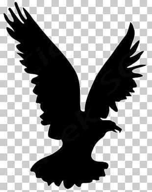 Bird Silhouettes, Eagle Silhouette, Eagle Bird, Bird Of Prey, Bird Silhouette, Silhouette Png, Birds Of Prey, Bald Eagle, Png Image