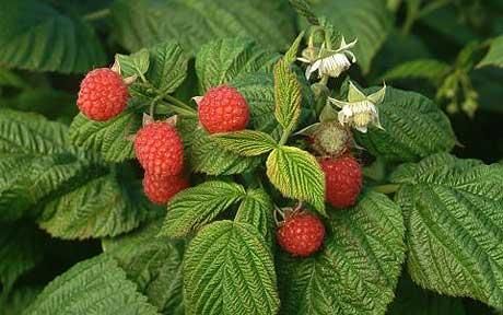 Raspberries Fruit Cage, Raspberry Bush, Growing Raspberries, Raspberry Plants, Raspberry Leaf Tea, Heavy Periods, Red Raspberry Leaf, Vegetable Planters, Raspberry Leaf