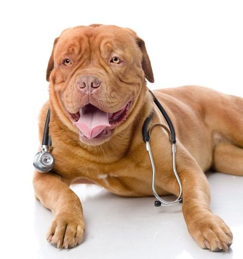 signs a dog in pain Sick Dog Symptoms, Gourmet Dog Food, Dog Illnesses, Dog Cold, Health Questions, Sick Dog, Dog List, Healthy Dog Food Recipes, Healthy Dogs