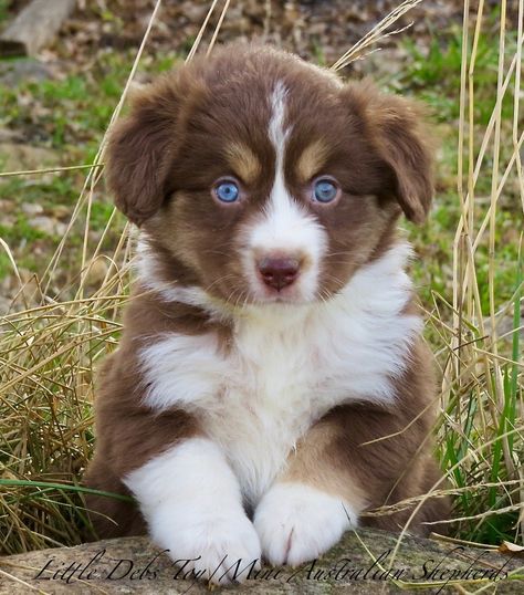 Teacup Australian Shepherd, Aussie Puppies, Australian Shepherd Puppies, Shepherd Puppy, Australian Shepherds, Teacup Puppies, Puppy For Sale, Shepherd Puppies, Australian Shepherd