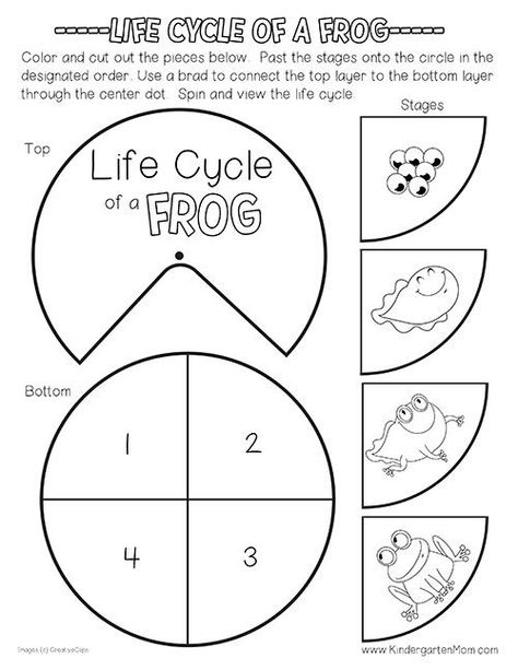 Frog Life Cycle Printables - Kindergarten Mom Frog Life Cycle Craft, Frog Life Cycle Activities, Kindergarten Mom, Life Cycle Worksheet, Life Cycles Kindergarten, Frogs Preschool, Life Cycles Preschool, Life Cycle Of A Frog, Frog Activities