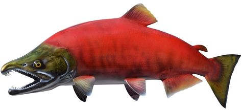 Fish References, Kokanee Salmon, Dinosaur Sketch, Red Salmon, Fish Artwork, Moodboard Inspiration, Sockeye Salmon, Animal Reference, Salmon Run