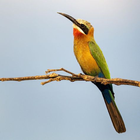 Aravind Krishnaswamy on Instagram: “These guys are small and skittish so when one landed on a branch near me, I moved very slowly and quietly, getting closer and closer and…” Aravind Krishnaswamy, Adorable Animals, Cute Animals, Animals, On Instagram, Instagram