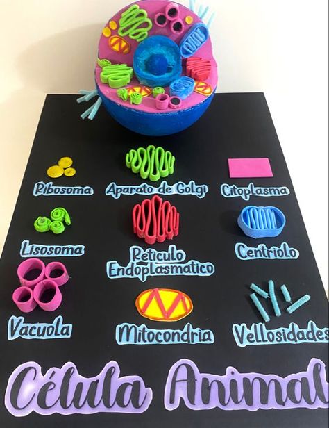 Cell Model Project, Animal Cell Project, Cells Project, Presentation Ideas For School, Biology Projects, خريطة ذهنية, Cell Model, Penanda Buku, Creative School Project Ideas