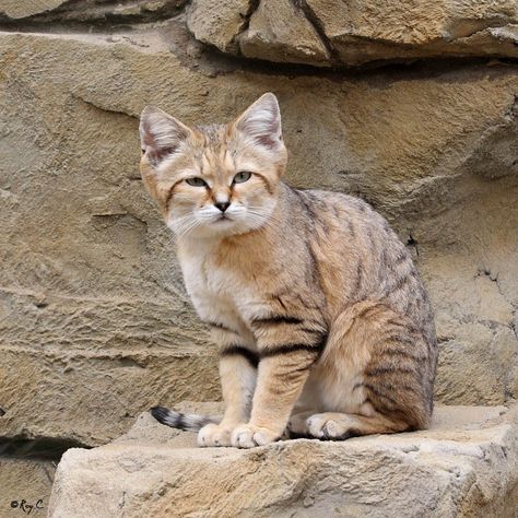 sand cat Sand Cats, Northern Africa, Sand Cat, Pointed Ears, Exotic Cats, Most Beautiful Animals, Cat Drinking, Kitty Kitty, Short Legs