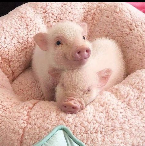 Micro Pig, Micro Pigs, Pet Pig, Baby Pig, Cute Piggy, Cute Piglets, Mini Pigs, Cute Small Animals