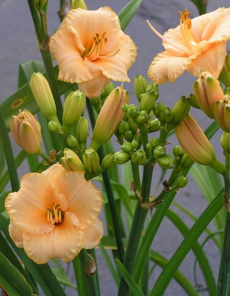 Brown City, Lilies Of The Field, Mystic Moon, Day Lilies, Peonies Garden, Sun Plants, Flower Therapy, Daylilies, Useful Tips