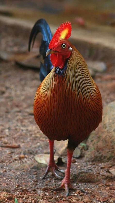 Sri Lanka Junglefowl Jungle Fowl, Game Fowl, Fancy Chickens, Beautiful Chickens, Hen Chicken, Chickens And Roosters, Game Birds, Chicken Breeds, Raising Chickens