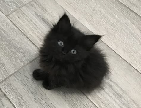 Fluffy Black Cat, Dream's Cat, Hello Kit, Pets 3, A Black Cat, Black Kitten, Cute Black Cats, Cute Cats And Dogs, Silly Cats