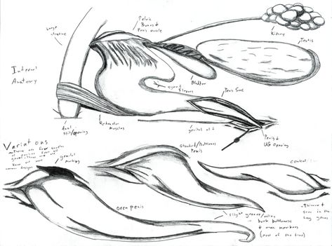 Mermaid Anatomy, Mermen Art, Reproductive Anatomy, Male Mermaid, Animal Studies, Man Anatomy, Reference Chart, Mermaids And Mermen, Reproductive System