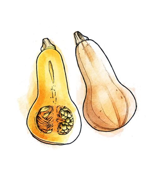 Benefits Of Spaghetti Squash, Squash Illustration, How To Prepare Squash, Spaghetti Squash Benefits, Types Of Squash, Winter Squash Varieties, Cook Spaghetti Squash, Chicken Parmesan Meatballs, Roast Pumpkin Soup