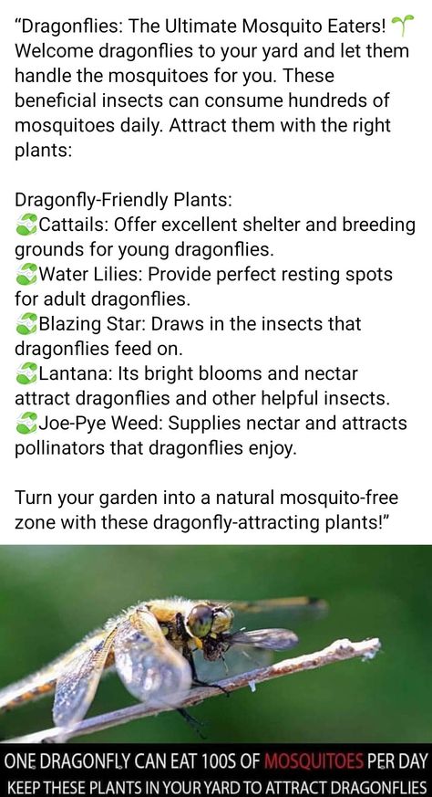 Dragonfly Habitat, Damselflies, Attract Pollinators, Beneficial Insects, Water Lilies, Dragonflies, Farm Life, Habitat, Flowers Bouquet